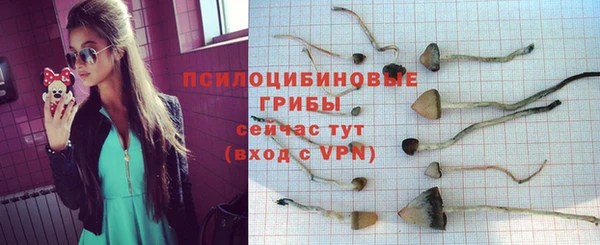 прущие грибы Армянск